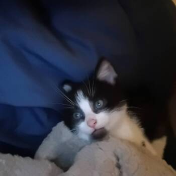 Domestic Short Hair Cats Available for Adoption in Carmel, Indiana - Fitz | PetCurious