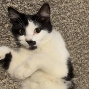 Domestic Medium Hair Cats Available for Adoption in Riverside, California - Calamari | PetCurious