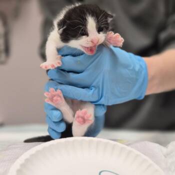 Domestic Short Hair Cats Available for Adoption in Vineland, New Jersey - Melody | PetCurious