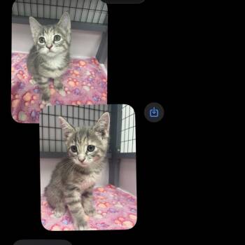 Domestic Short Hair Cats Available for Adoption in Shelbyville, Illinois - Female 1 - Grey Tabby - Orange Spot On Rear | PetCurious