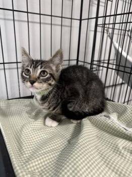 Howard -  Domestic Short Hair Cat for Adoption in West Chester, Pennsylvania - Howard | PetCurious