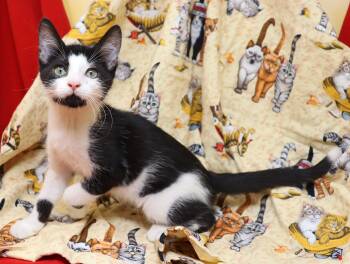Pip -  Domestic Short Hair Cat for Adoption in Tierra Verde, Florida - Pip | PetCurious