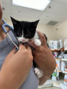 AGGIE -  Domestic Short Hair Cat for Adoption in Toronto, Ontario - AGGIE | PetCurious