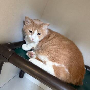 Toby -  Domestic Short Hair Cat for Adoption in New York, New York - Toby | PetCurious