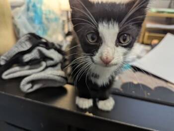 Rescue Domestic Short Hair Cats for Adoption in Chamblee, Georgia - Joker | PetCurious