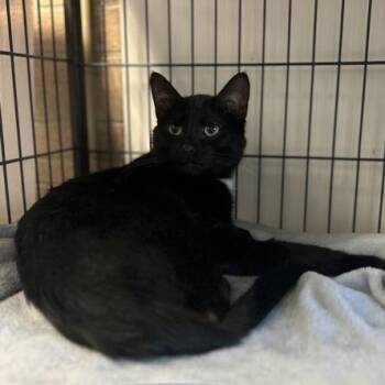 Pawticle Accelerator -  Domestic Short Hair Cat for Adoption in Davenport, Iowa - Pawticle Accelerator | PetCurious