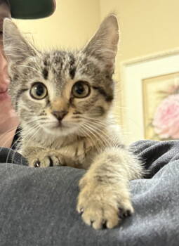 Rescue Tabby Cats for Adoption in Vallejo, California - Ketchup ( AV) | PetCurious