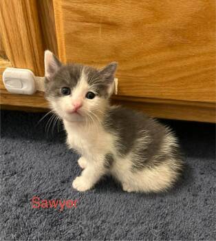 Domestic Short Hair Cats Available for Adoption - Sawyer | PetCurious