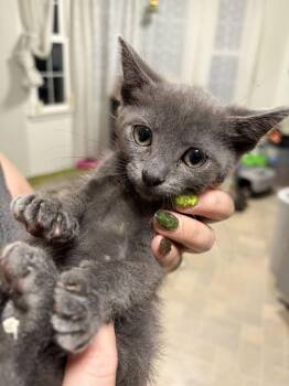 Char -  Domestic Short Hair Cat for Adoption in Alexandria, Virginia - Char | PetCurious