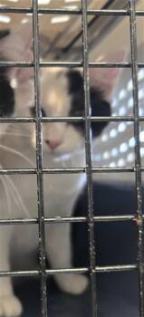 CELESTE -  Domestic Short Hair Cat for Adoption in Casper, Wyoming - CELESTE | PetCurious