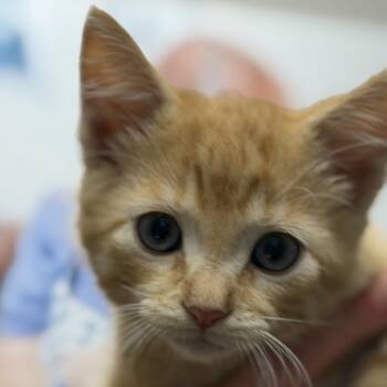 Brooks -  Domestic Short Hair Cat for Adoption in Midland, Texas - Brooks | PetCurious
