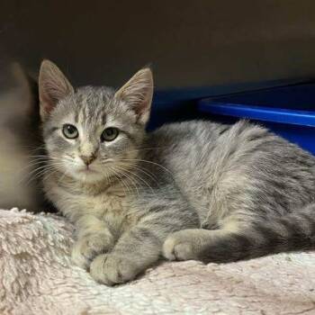 Rescue Domestic Medium Hair Cats for Adoption in Elbow Lake, Minnesota - Lucy | PetCurious