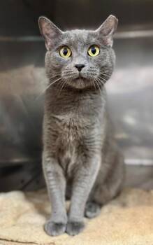 Domestic Short Hair Cats Available for Adoption in York, South Carolina - COLLEEN | PetCurious