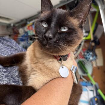 Siamese and Domestic Short Hair Cats Available for Adoption in Camp Pendleton North, California - Winnie | PetCurious