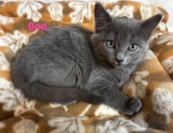 Rescue Domestic Short Hair Cats for Adoption in Seaford, New York - Boo | PetCurious