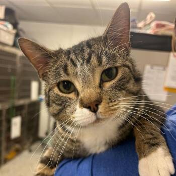 Domestic Short Hair Cats Available for Adoption - Talbott Tea | PetCurious