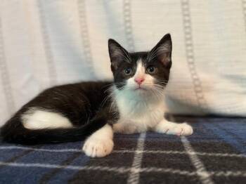 Filbert -  Domestic Short Hair Cat for Adoption in Elmwood Park, Wisconsin - Filbert | PetCurious