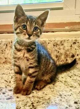 Macgyver -  Domestic Short Hair and Tabby Cat for Adoption in Myrtle Beach, South Carolina - Macgyver | PetCurious