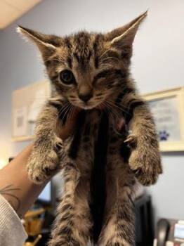 McMuffin -  Domestic Short Hair Cat for Adoption in Chamblee, Georgia - McMuffin | PetCurious