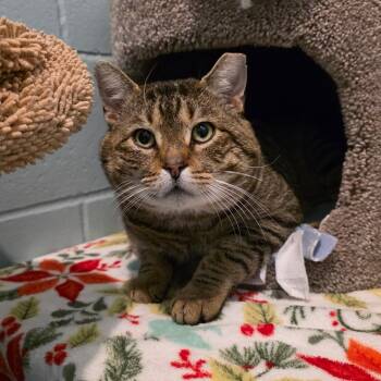 Domestic Short Hair Cats Available for Adoption - Cheeks Ahoy | PetCurious