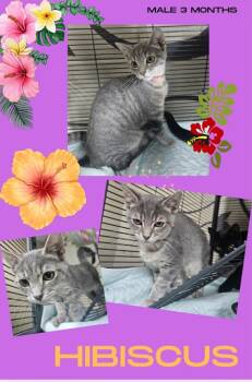Hibiscus -  Domestic Short Hair Cat for Adoption in Blountville, Tennessee - Hibiscus | PetCurious