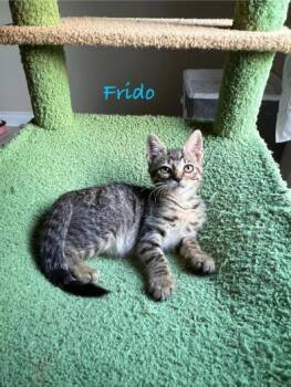 Frido -  Domestic Short Hair Cat for Adoption in Liverpool, Texas - Frido | PetCurious