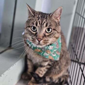 Otis -  Domestic Short Hair Cat for Adoption in Lakewood, Colorado - Otis | PetCurious