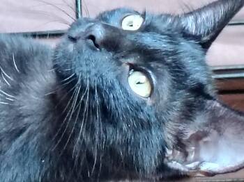 Domestic Short Hair Cats Available for Adoption in Bothell, Washington - Rosita | PetCurious