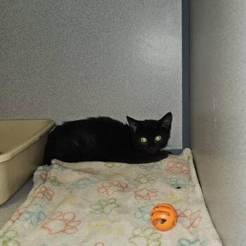Fang Q. Nipper -  Domestic Short Hair Cat for Adoption in Cedar Rapids, Iowa - Fang Q. Nipper | PetCurious