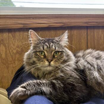 Damien -  Tabby Cat for Adoption in Linden, New Jersey - Damien | PetCurious