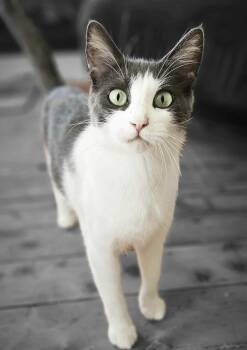 Rescue Domestic Short Hair Cats for Adoption in Delhi, Ontario - JOZELLE | PetCurious