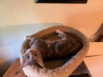 Bubbles -  Domestic Short Hair Cat for Adoption in Raeford, North Carolina - Bubbles | PetCurious