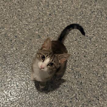 Fiona -  Domestic Short Hair Cat for Adoption in Nashville, Tennessee - Fiona | PetCurious