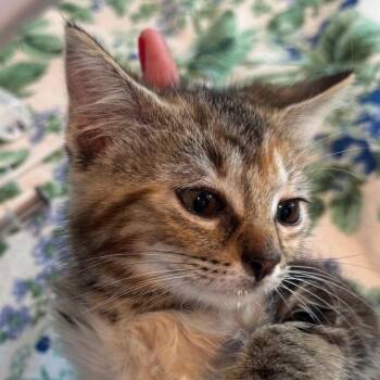 Snocap -  Domestic Short Hair Cat for Adoption in Salisbury, Massachusetts - Snocap | PetCurious