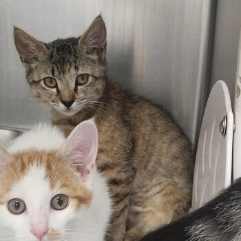 Espresso -  Domestic Short Hair Cat for Adoption in Brockton, Massachusetts - Espresso | PetCurious