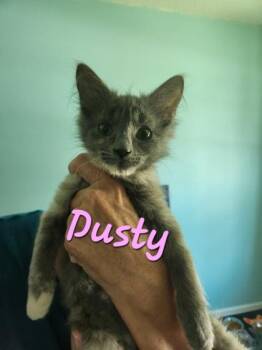 06423B Dusty -  Domestic Medium Hair and Domestic Short Hair Cat for Adoption in North Charleston, South Carolina - 06423B Dusty | PetCurious