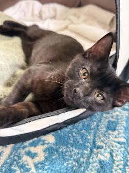 Reese -  Domestic Short Hair Cat for Adoption in Milltown, New Jersey - Reese | PetCurious