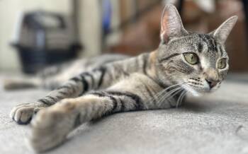 Rescue Domestic Short Hair Cats for Adoption in Clinton, North Carolina - Seraphina | PetCurious