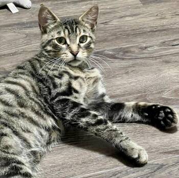 Danny -  Tabby and Domestic Short Hair Cat for Adoption in Vaughan, Ontario - Danny | PetCurious