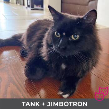 Tank (bonded with Jimbotron) -  Domestic Long Hair Cat for Adoption in Toronto, Ontario - Tank (bonded With Jimbotron) | PetCurious