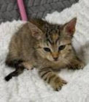 Jesse -  Domestic Short Hair Cat for Adoption in Lampasas, Texas - Jesse | PetCurious