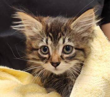 Shrimp -  Domestic Short Hair Cat for Adoption in Vancouver, Washington - Shrimp | PetCurious