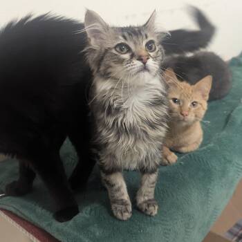 Domestic Long Hair Cats Available for Adoption - Fruit | PetCurious
