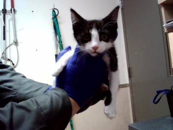 BEETHOVEN -  Domestic Short Hair Cat for Adoption in Martinez, California - BEETHOVEN | PetCurious