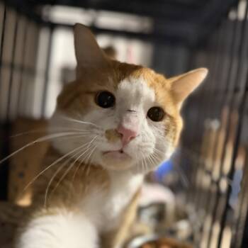 Domestic Short Hair Cats Available for Adoption in Pocatello, Idaho - Toulouse | PetCurious