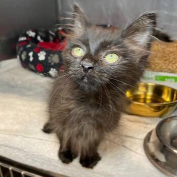 Jack Jack -  Domestic Short Hair Cat for Adoption in Roanoke, Virginia - Jack Jack | PetCurious