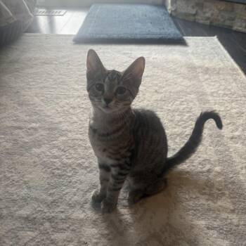 Raita -  Domestic Short Hair Cat for Adoption in Warrington, Pennsylvania - Raita | PetCurious
