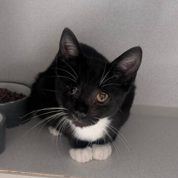 Sandwich -  Domestic Short Hair Cat for Adoption in Lakewood, California - Sandwich | PetCurious