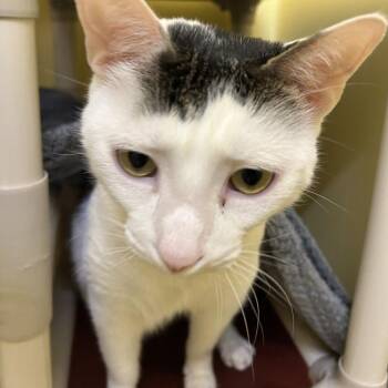 Storm Troopy -  Domestic Short Hair Cat for Adoption in Bedford, New Hampshire - Storm Troopy | PetCurious