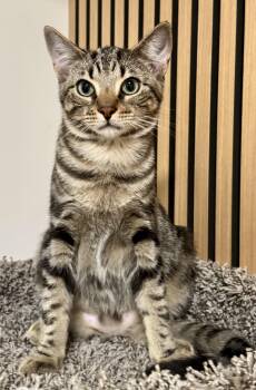 Yarrow -  Tabby and Domestic Short Hair Cat for Adoption in Red Bank, New Jersey - Yarrow | PetCurious